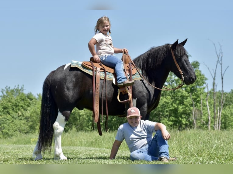 Draft Horse Mix Gelding 7 years in Crab Orchard, KY