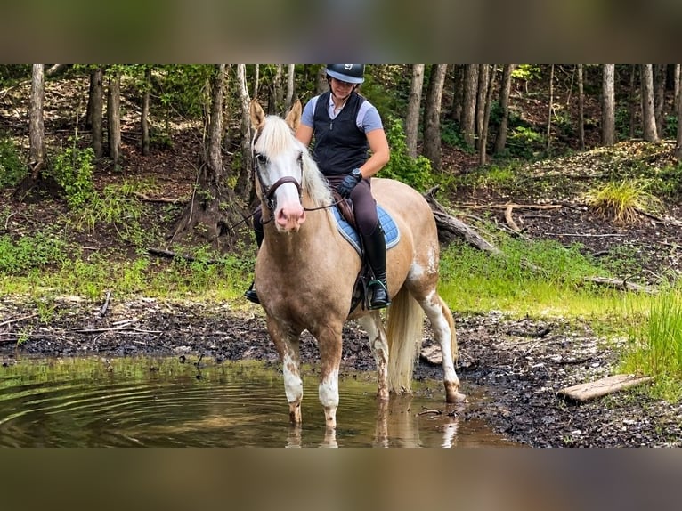 Draft Horse Mix Gelding 7 years  in Buena