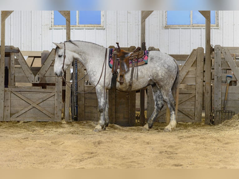 Draft Horse Mix Gelding 7 years Grey in Hastings