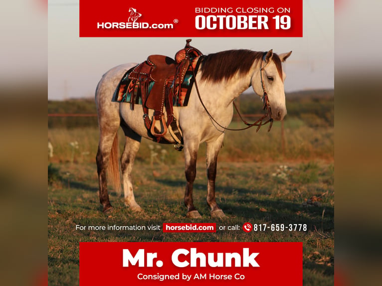 Draft Horse Mix Gelding 7 years Grey in Mineral Wells