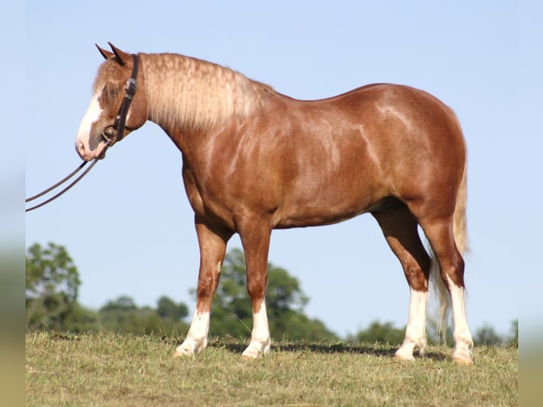 Draft Horse Gelding 7 years Overo-all-colors in AUstin KY