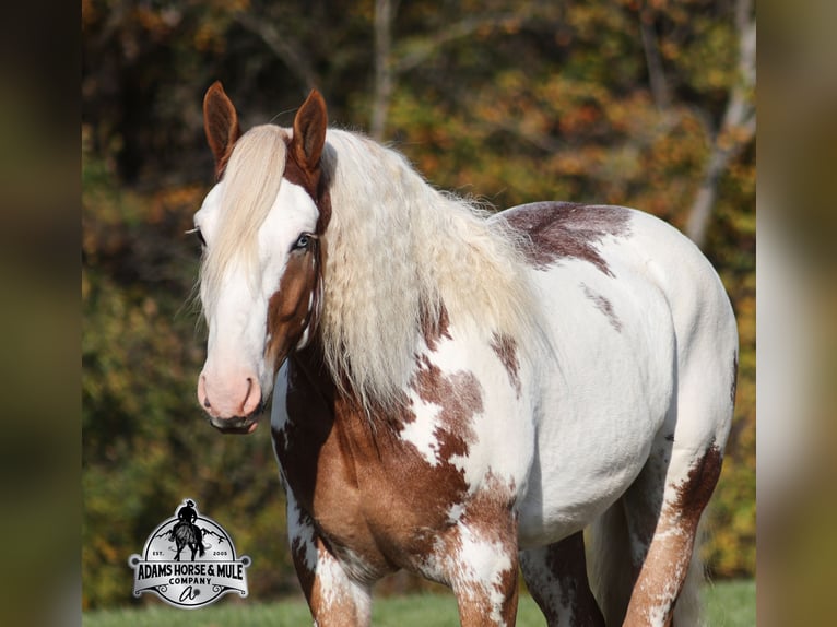 Draft Horse Gelding 7 years Overo-all-colors in Mount Vernon, KY