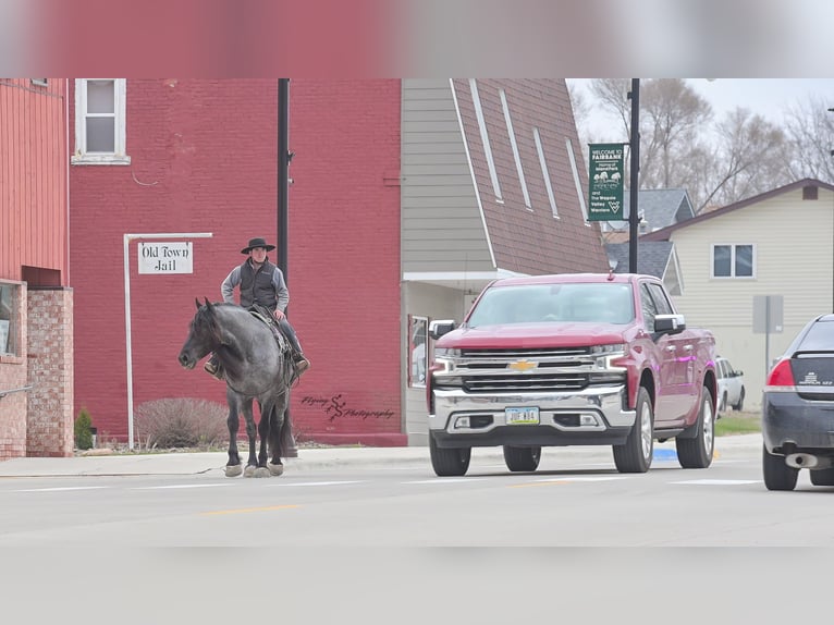 Draft Horse Gelding 7 years Roan-Blue in Fairbank IA