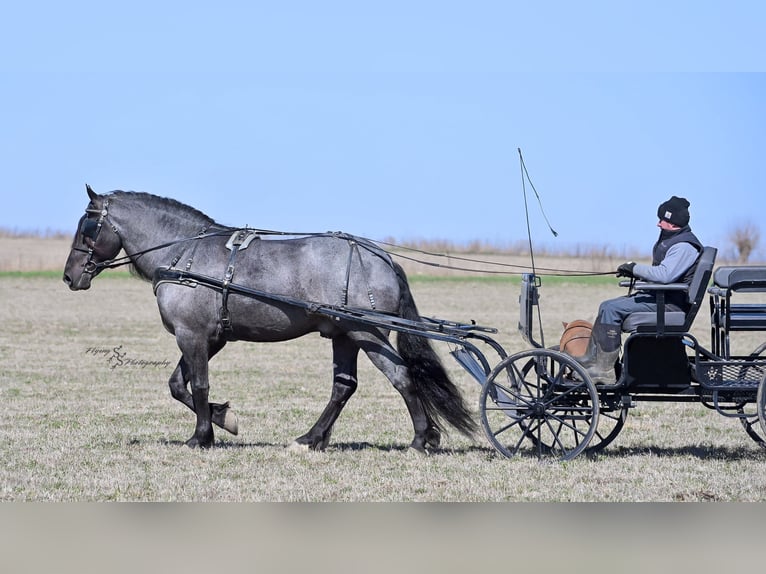 Draft Horse Gelding 7 years Roan-Blue in Fairbank IA