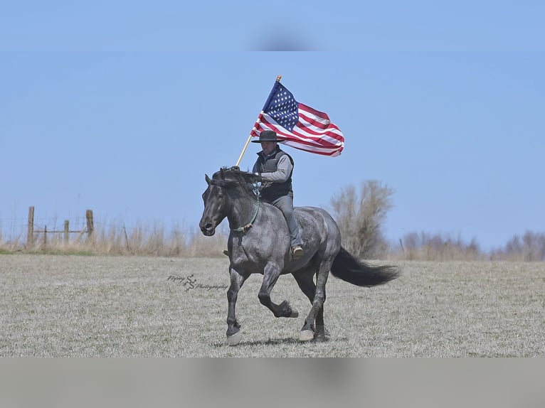 Draft Horse Gelding 7 years Roan-Blue in Fairbank IA
