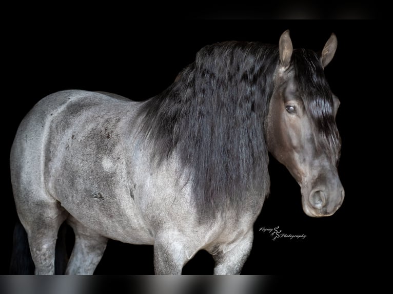 Draft Horse Gelding 7 years Roan-Blue in Fairbank IA