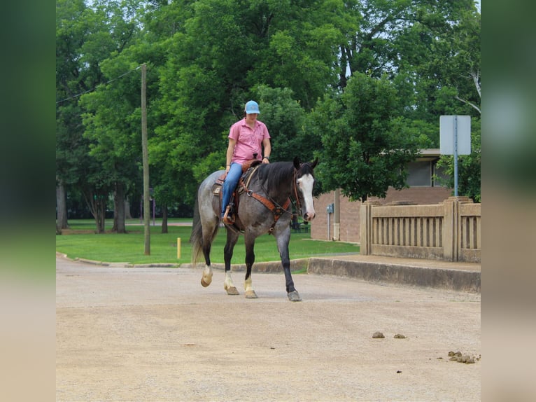 Draft Horse Gelding 7 years Roan-Blue in Rusk TX