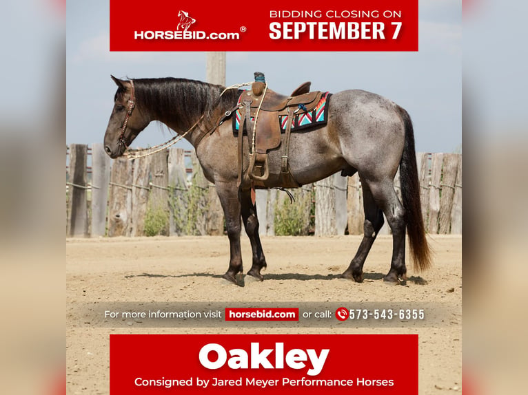 Draft Horse Mix Gelding 7 years Roan-Blue in Bernard