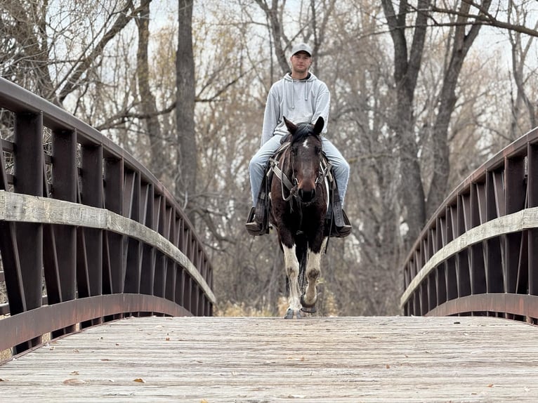 Draft Horse Gelding 7 years Tobiano-all-colors in Fort Collins
