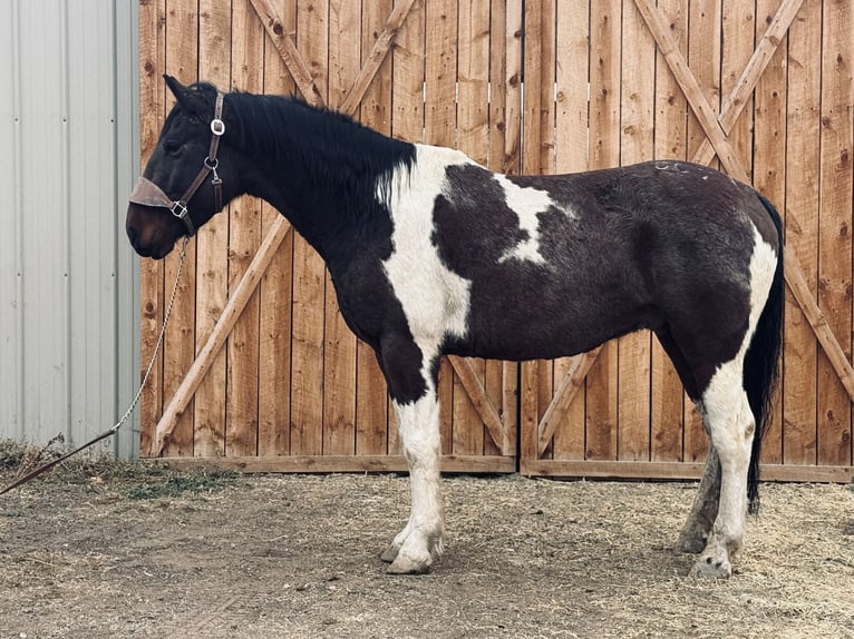 Draft Horse Gelding 7 years Tobiano-all-colors in Fort Collins