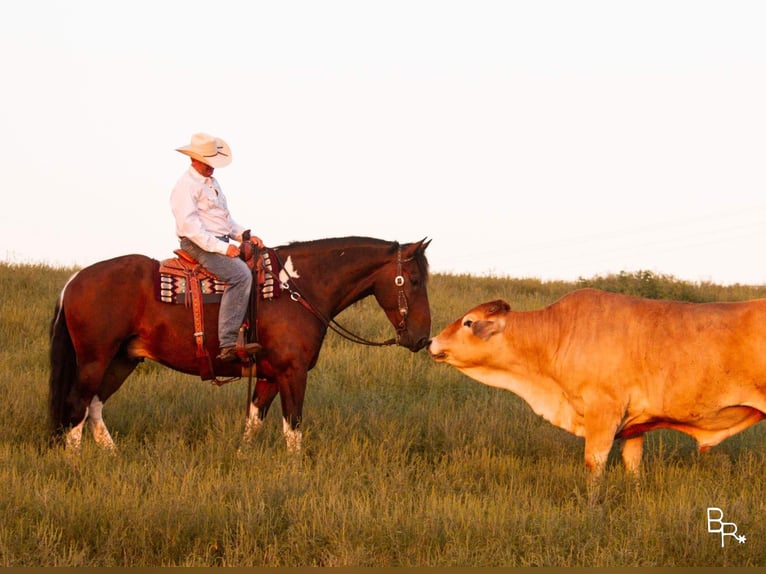 Draft Horse Gelding 7 years Tobiano-all-colors in Mountain Grove MO