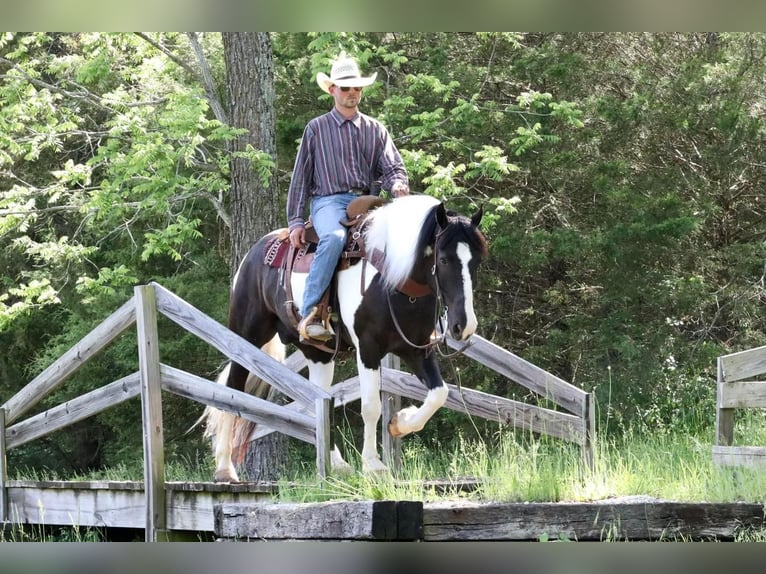 Draft Horse Mix Gelding 7 years in Mt Vernon, MO