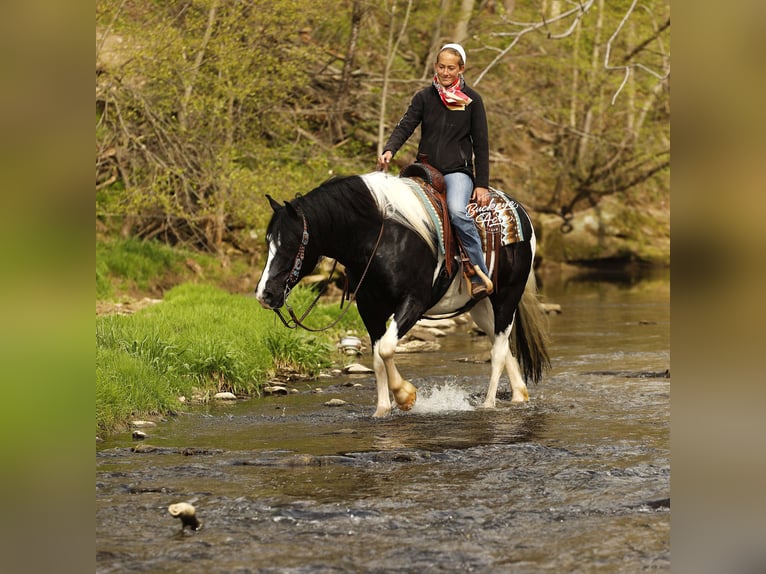 Draft Horse Mix Gelding 8 years 14.1 hh Tobiano-all-colors in Millersburg