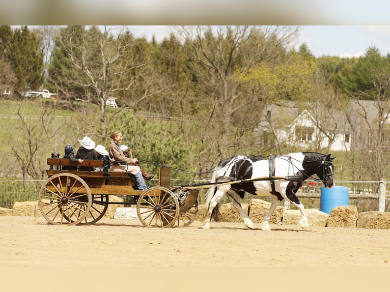 Draft Horse Mix Gelding 8 years 14.1 hh Tobiano-all-colors in Millersburg