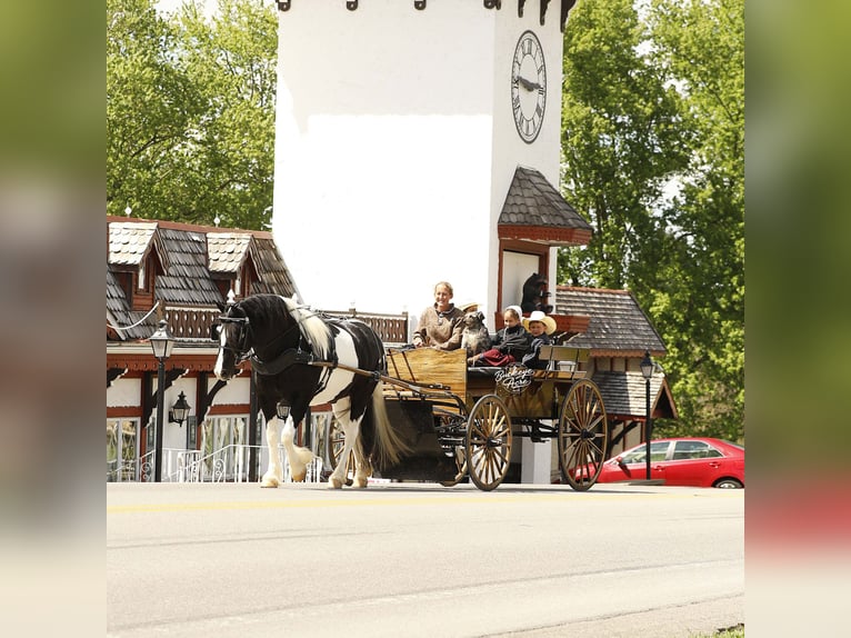 Draft Horse Mix Gelding 8 years 14.1 hh Tobiano-all-colors in Millersburg