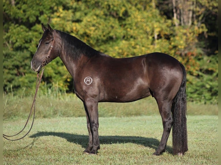 Draft Horse Gelding 8 years 14.3 hh Black in Brodhead, Ky
