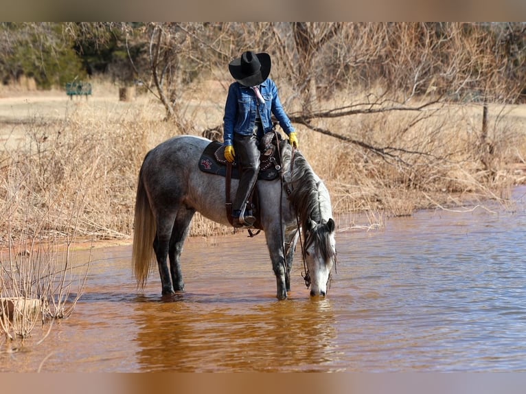 Draft Horse Gelding 8 years 14.3 hh Grey in Ripley