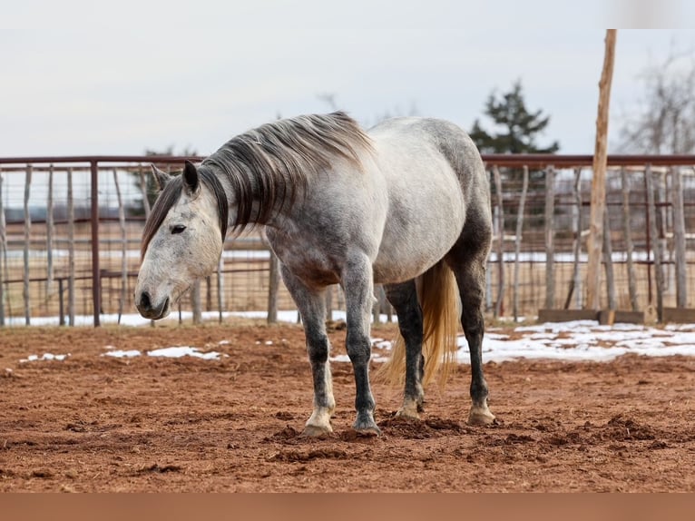 Draft Horse Gelding 8 years 14.3 hh Grey in Ripley
