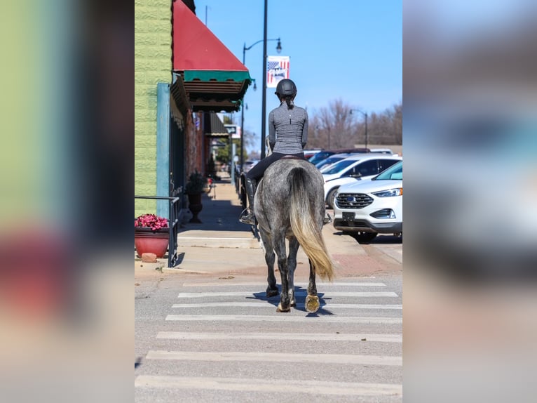 Draft Horse Gelding 8 years 14.3 hh Grey in Ripley