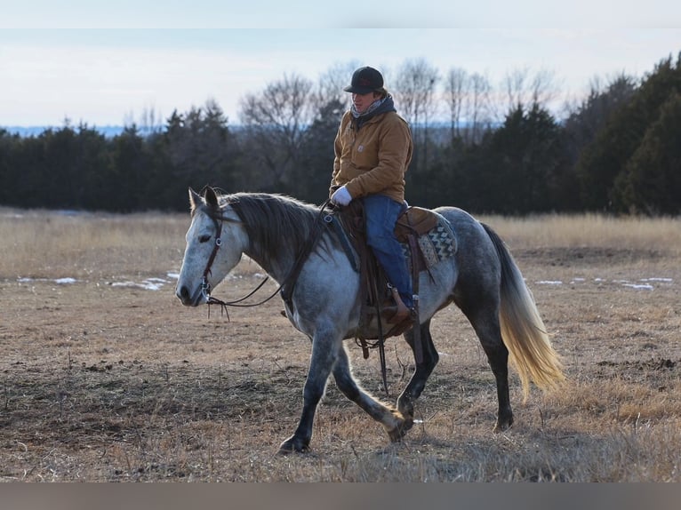 Draft Horse Gelding 8 years 14.3 hh Grey in Ripley