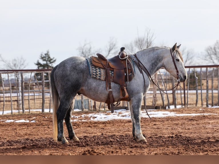 Draft Horse Gelding 8 years 14.3 hh Grey in Ripley