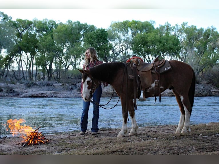 Draft Horse Mix Gelding 8 years 14 hh Roan-Bay in Redrock, NM