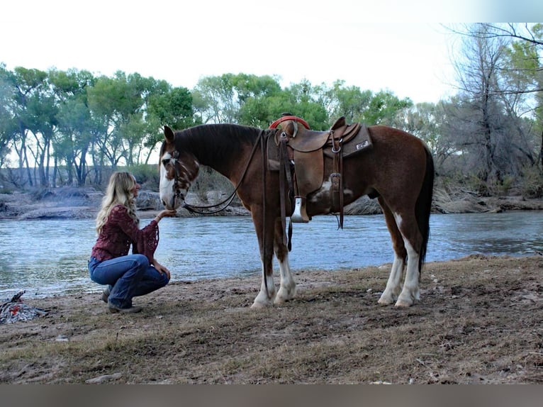 Draft Horse Mix Gelding 8 years 14 hh Roan-Bay in Redrock, NM