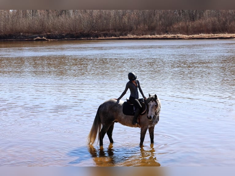 Draft Horse Gelding 8 years 14,3 hh Grey in Ripley