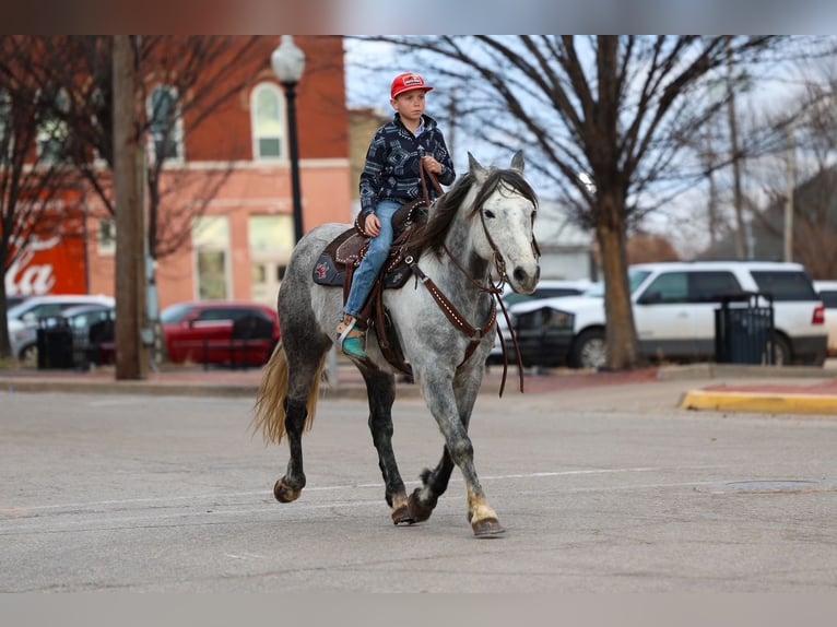 Draft Horse Gelding 8 years 14,3 hh Grey in Ripley