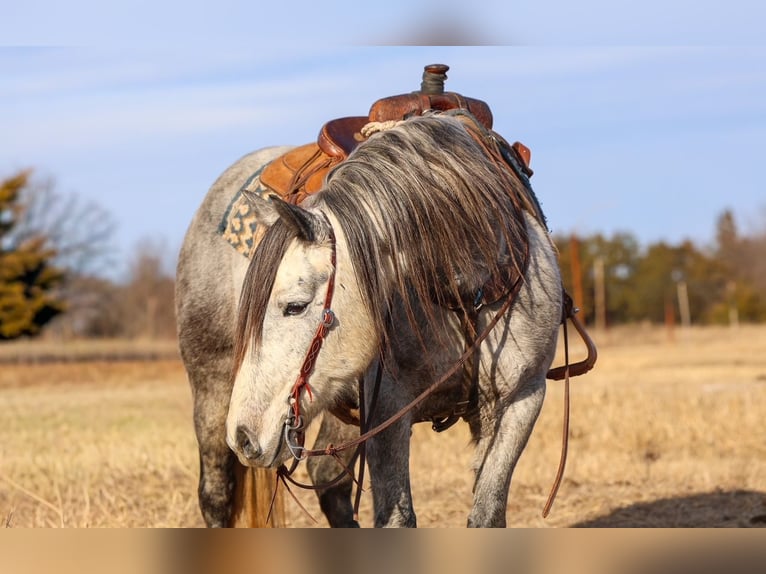 Draft Horse Gelding 8 years 14,3 hh Grey in Ripley