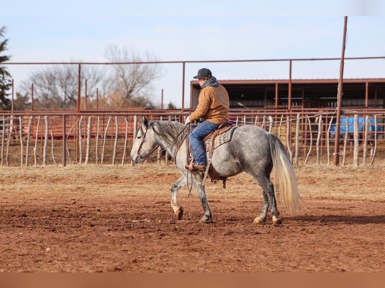 Draft Horse Gelding 8 years 14,3 hh Grey in Ripley