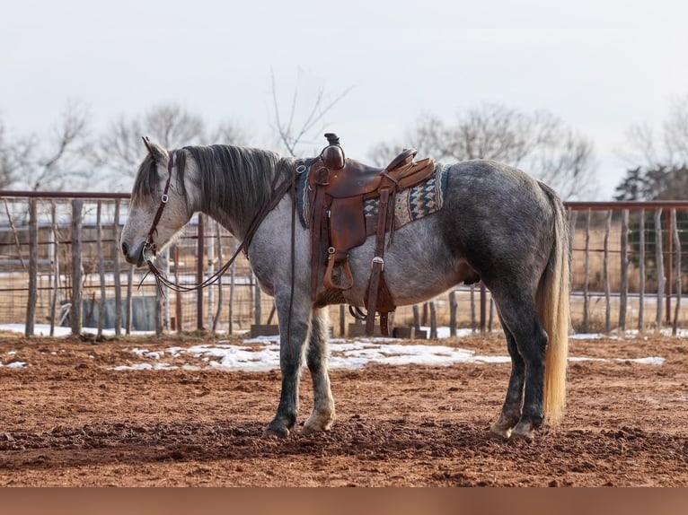 Draft Horse Gelding 8 years 14,3 hh Grey in Ripley