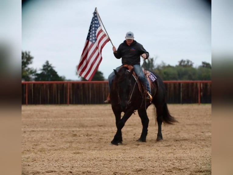 Draft Horse Mix Gelding 8 years 15,1 hh Black in Grand Saline, TX