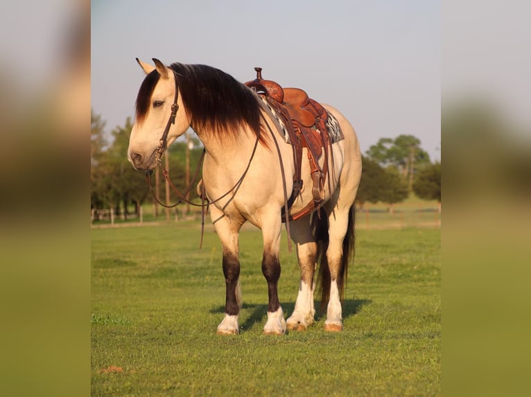 Draft Horse Gelding 8 years 15,1 hh Buckskin in Grand Saline, TX