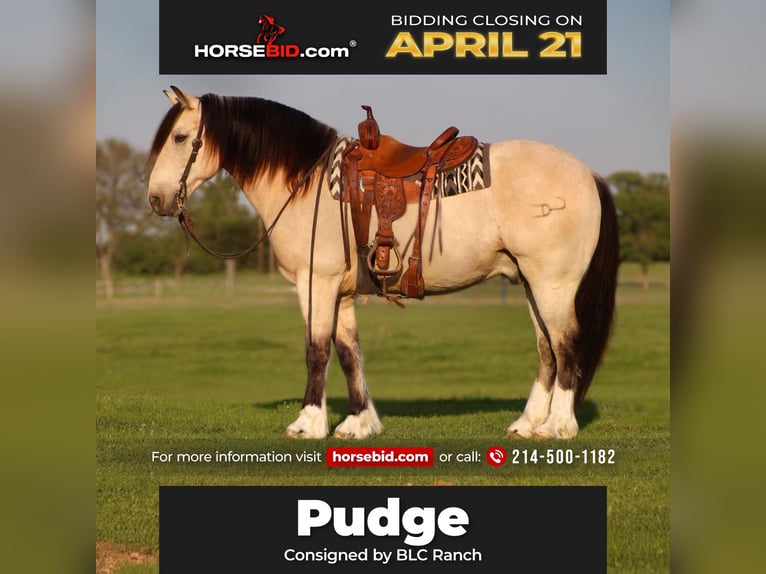 Draft Horse Gelding 8 years 15,1 hh Buckskin in Grand Saline, TX