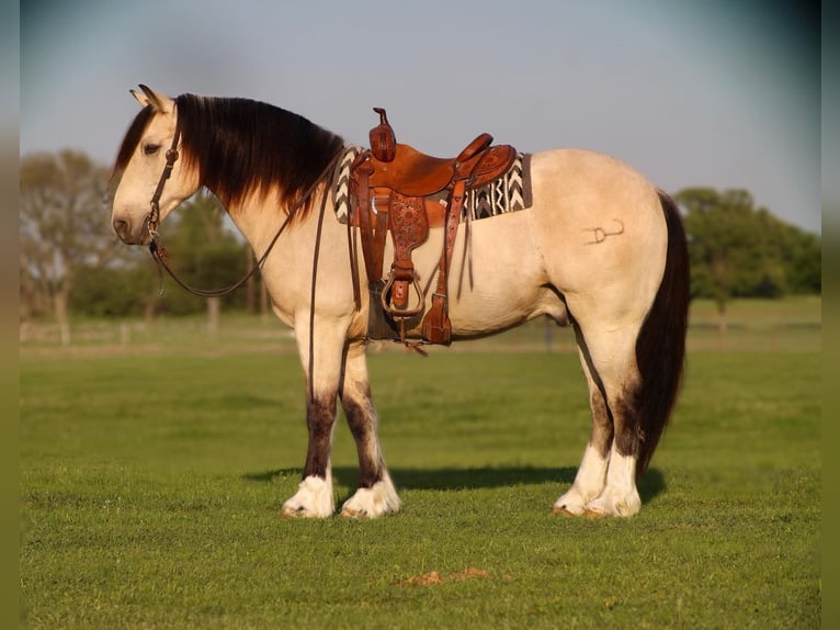 Draft Horse Gelding 8 years 15,1 hh Buckskin in Grand Saline, TX