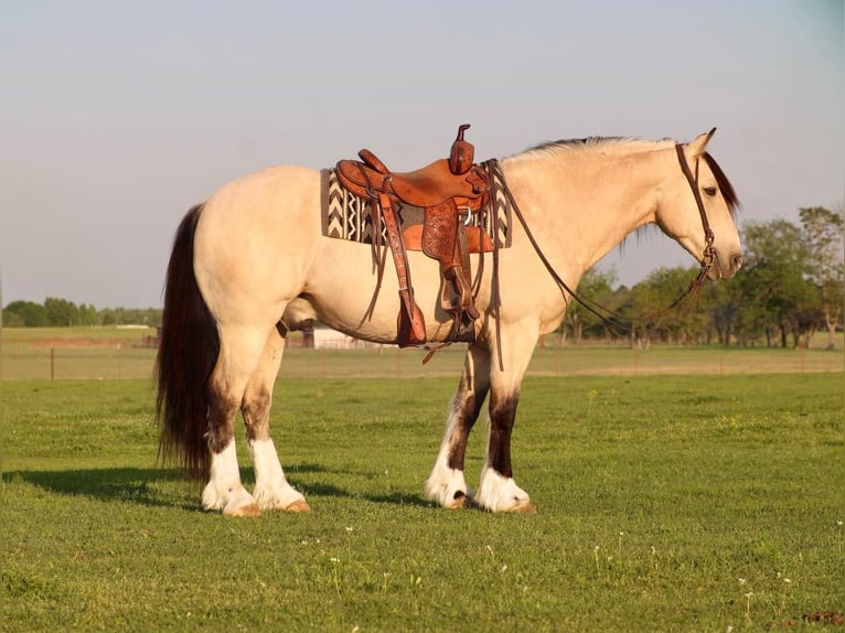 Draft Horse Gelding 8 years 15,1 hh Buckskin in Grand Saline, TX