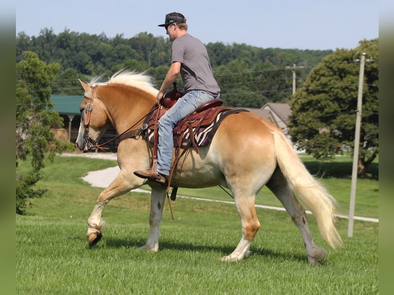 Draft Horse Gelding 8 years 15,1 hh Palomino in Whitley city  Ky