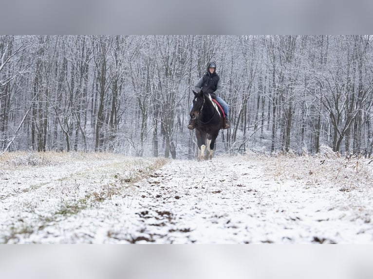 Draft Horse Mix Gelding 8 years 15,1 hh in Fredericksburg, OH