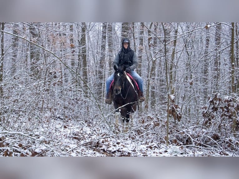 Draft Horse Mix Gelding 8 years 15,1 hh in Fredericksburg, OH