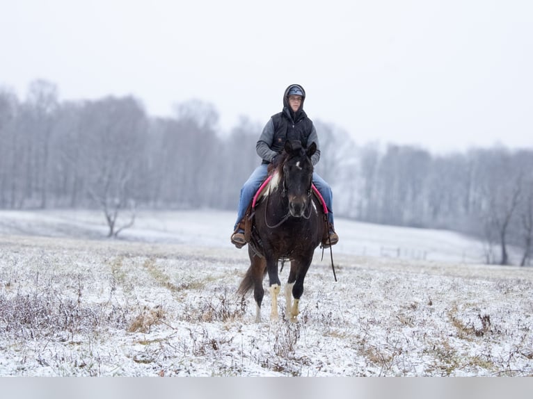 Draft Horse Mix Gelding 8 years 15,1 hh in Fredericksburg, OH