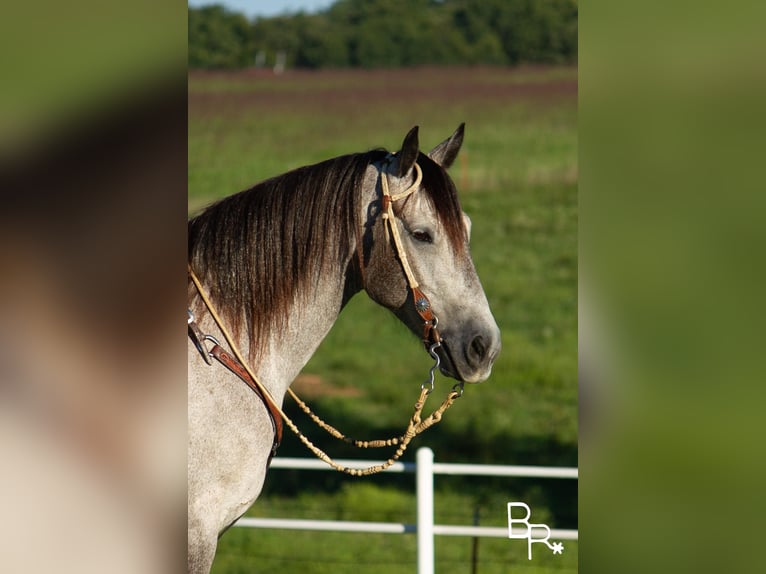 Draft Horse Gelding 8 years 15,2 hh Gray-Dapple in Mountain Grove MO