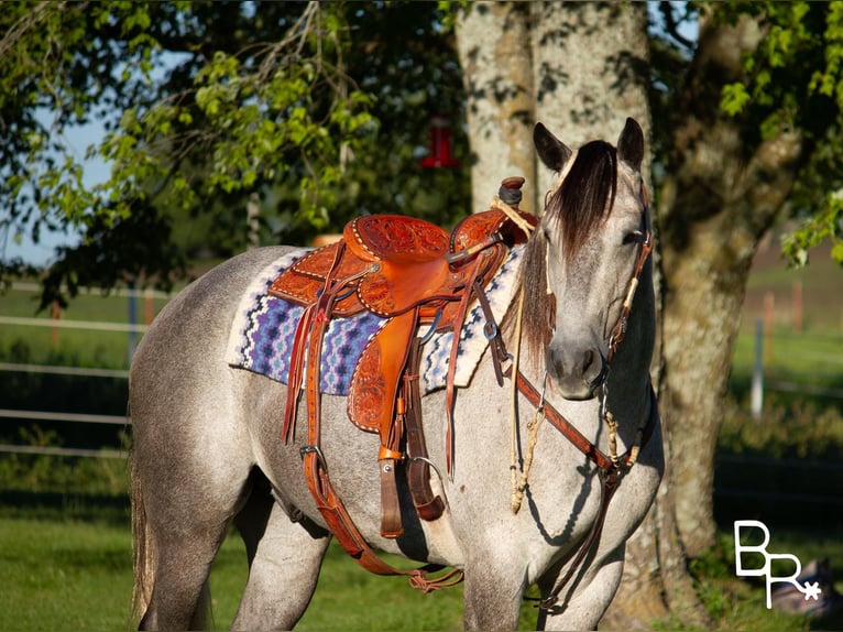 Draft Horse Gelding 8 years 15,2 hh Gray-Dapple in Mountain Grove MO