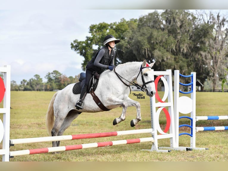 Draft Horse Mix Gelding 8 years 15,2 hh Gray in Brooksville, FL