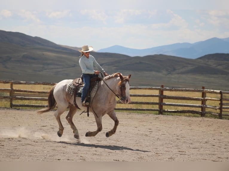 Draft Horse Mix Gelding 8 years 15,2 hh Roan-Red in Dillon, MT
