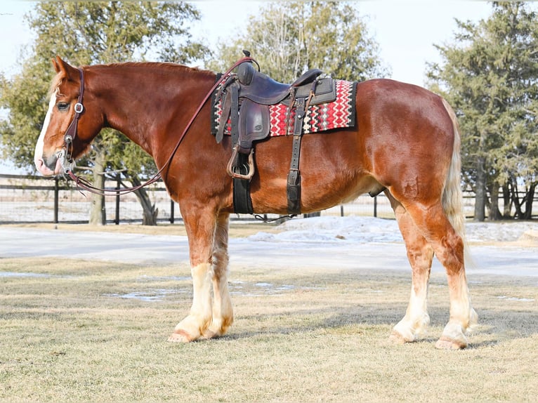 Draft Horse Gelding 8 years 15,2 hh Sorrel in Fairbanks IA