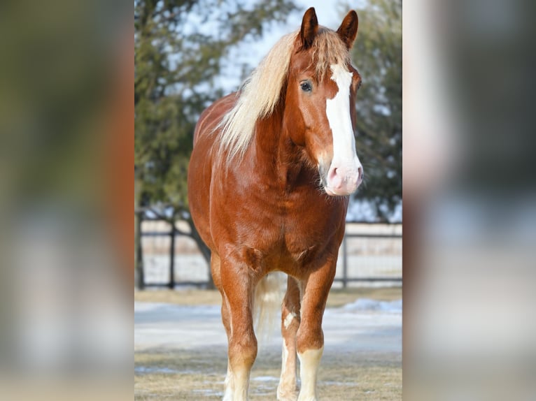 Draft Horse Gelding 8 years 15,2 hh Sorrel in Fairbanks IA