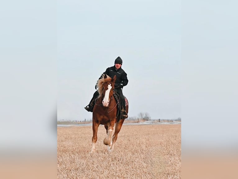 Draft Horse Gelding 8 years 15,2 hh Sorrel in Fairbanks IA