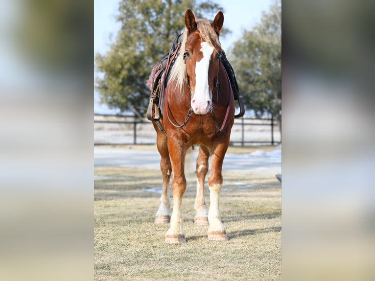 Draft Horse Gelding 8 years 15,2 hh Sorrel in Fairbanks IA