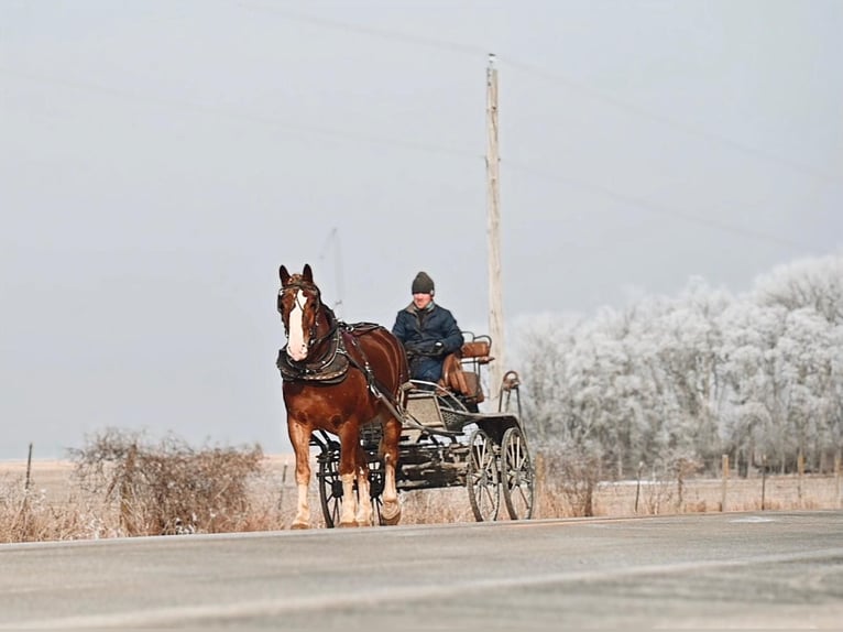 Draft Horse Gelding 8 years 15,2 hh Sorrel in Fairbanks IA